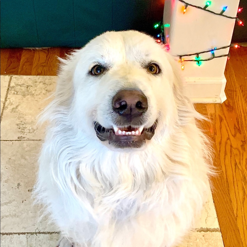 Meet your Posher, Kris